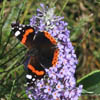 Buddleja 'Lochinch'